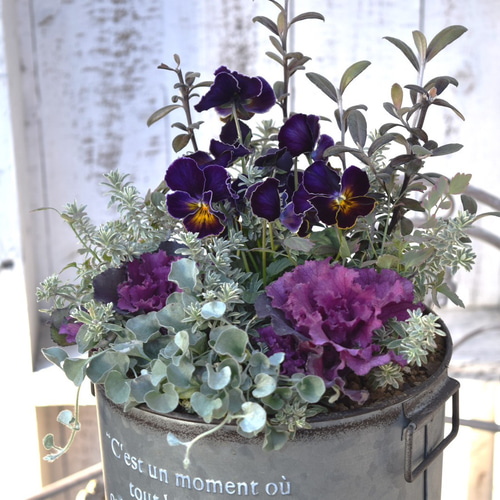 寄せ植えの相棒！リーフセット③】ナチュラルな寄せ植えを作れるカラー