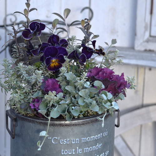 寄せ植えの相棒！リーフセット③】ナチュラルな寄せ植えを作れるカラー