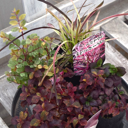 寄せ植え カラーリーフ 観葉植物　リース仕立て (スタンド付) 寄せ植え カラーリーフ 観葉植物 リース仕立て (スタンド付)