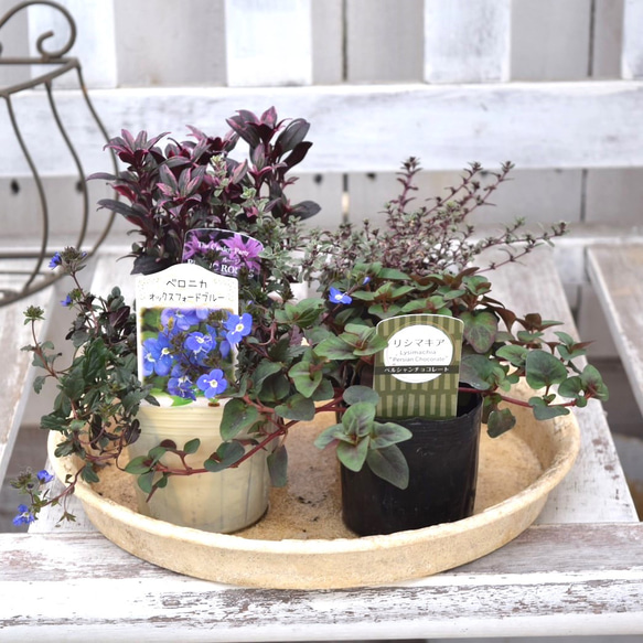 寄せ植えの相棒！リーフセットⅡ】シックな寄せ植えを作れるカラー