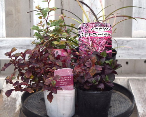 寄せ植え カラーリーフ 観葉植物　リース仕立て (スタンド付) 寄せ植えの相棒！リーフセットⅢ】秋の寄せ植えに！紅葉風カラー