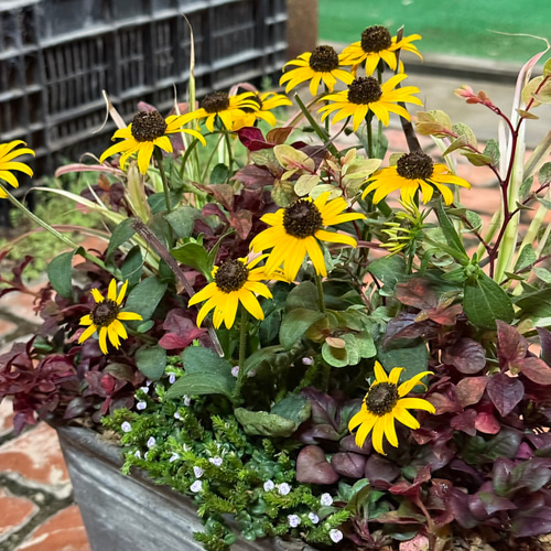 寄せ植えの相棒！リーフセットⅢ】秋の寄せ植えに！紅葉風カラー