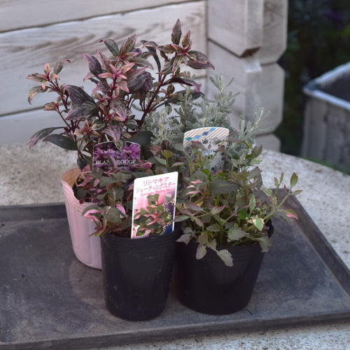 寄せ植えの相棒！リーフセットⅡ】シックな寄せ植えを作れるカラー