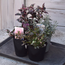 寄せ植えの相棒！リーフセットⅡ】シックな寄せ植えを作れるカラー