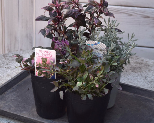 寄せ植えの相棒！リーフセットⅡ】シックな寄せ植えを作れるカラー