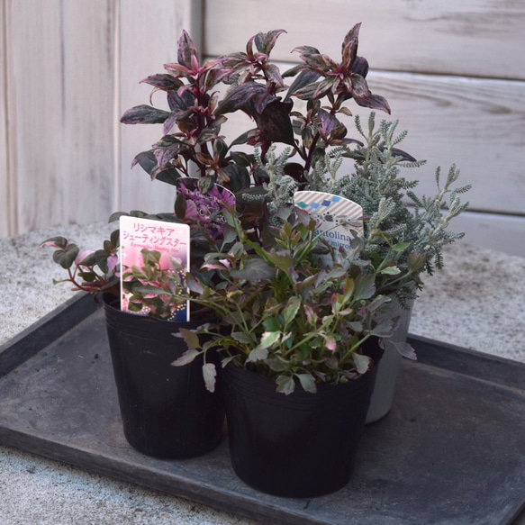 寄せ植えの相棒！リーフセットⅡ】シックな寄せ植えを作れるカラー