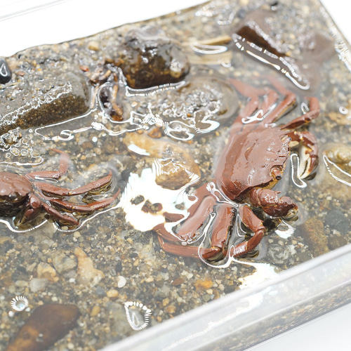 モクズガニ 箱の中のミニジオラマ(ボックスM) O01 立体