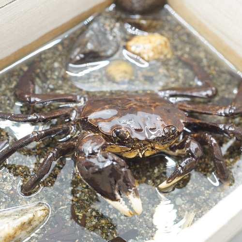 モクズガニ 木箱のミニジオラマ(大) N01 立体・オブジェ 水中小