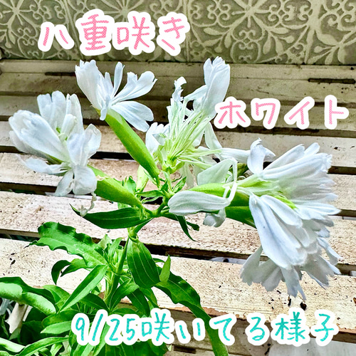 ソープワート 八重咲き サボンソウ 株分け サポナリア 苗 ホワイト