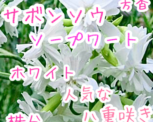 ソープワート　八重咲き　サボンソウ　株分け　サポナリア　苗　ホワイト　芳香 e012f9ca82b924435742b48bd80d91