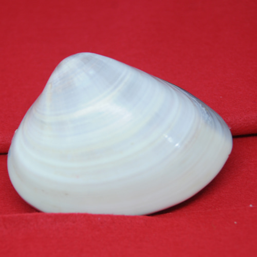 貝合わせ 源氏物語8番 花宴 その他インテリア雑貨 mieハンドクラフト