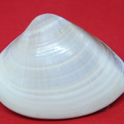 貝合わせ 源氏物語12番 須磨 その他インテリア雑貨 mieハンドクラフト