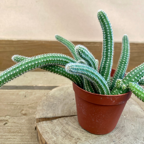 斑入り 白檀 ビャクダン サボテン 3 ビャクダン | Echinopsis