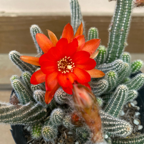 サボテン 白檀 多肉植物 plant life 通販 18731758｜Creema