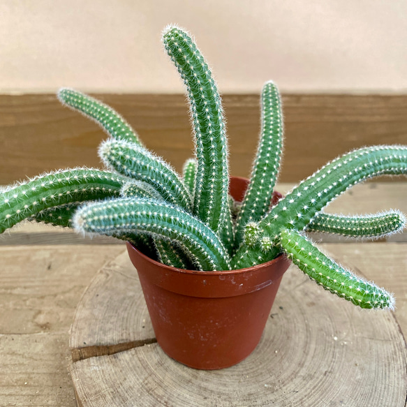 サボテン 白檀 多肉植物 plant life 通販 18731758|Creema サボテン 白檀 多肉植物 plant life 通販 18731758|Creema