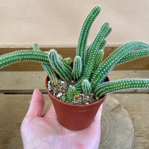 サボテン 白檀 多肉植物 plant life 通販 18731758｜Creema