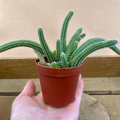 サボテン 白檀 多肉植物 plant life 通販 18731758｜Creema