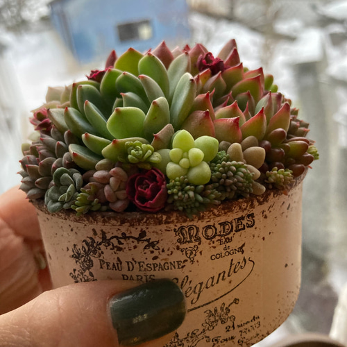 多肉植物寄せ植え そのまま飾れる ブーケ寄せ 多肉植物 midorin 通販