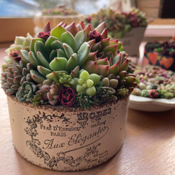 多肉植物 寄せ植え そのまま飾れる(*ˊᵕˋ*♡コーヒースプーン 多肉植物 寄せ植え そのまま飾れる(*ˊᵕˋ*♡コーヒースプーン 多肉植物