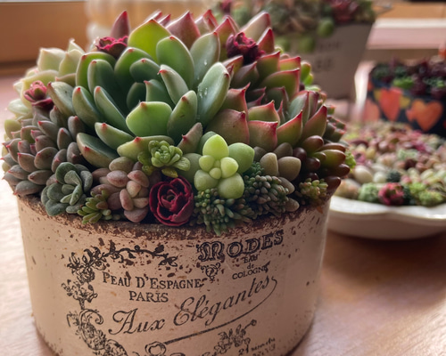多肉植物の寄せ植え♡そのまま飾れる そのまま飾れる】多肉植物 寄せ植え ..＊5＊.. 多肉植物 Dia