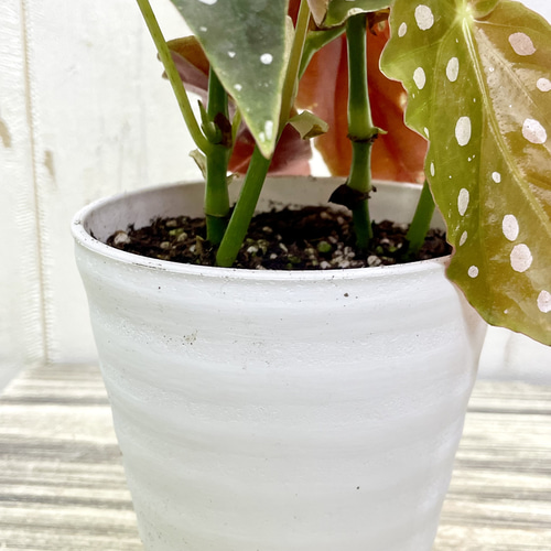 株立ち ベゴニア マクラータ / Begonia maculata その他インテリア雑貨