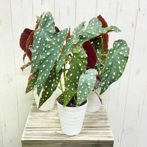 ベゴニア・マクラータ（Begonia maculata）斑入り株の出品です。 f83da3012253714e5fb1669bbdefc9