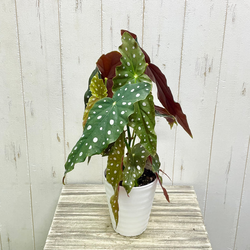 株立ち ベゴニア マクラータ / Begonia maculata その他インテリア雑貨