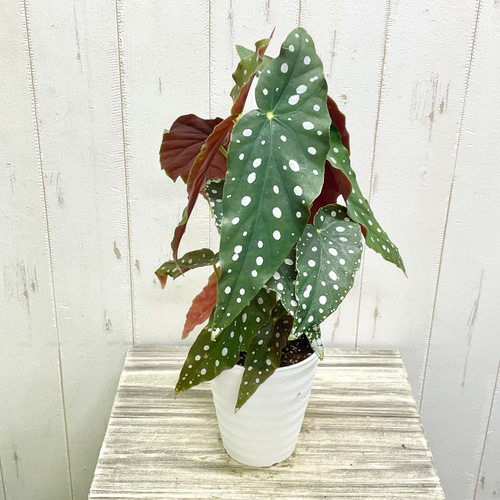 株立ち ベゴニア マクラータ / Begonia maculata その他インテリア雑貨