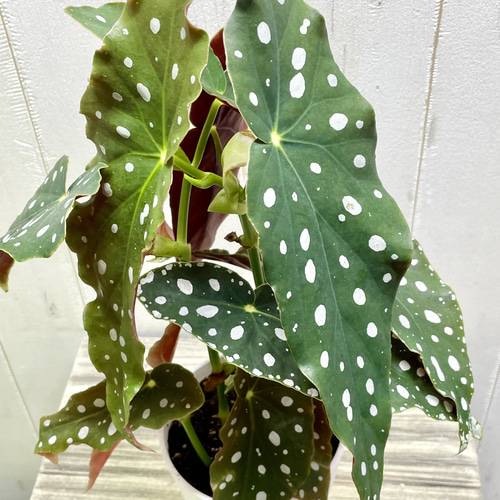ベゴニア・マクラータ（Begonia maculata）斑入り株の出品です。 Now Last 株 レア Begonia Maculata Variegated（ベゴニア