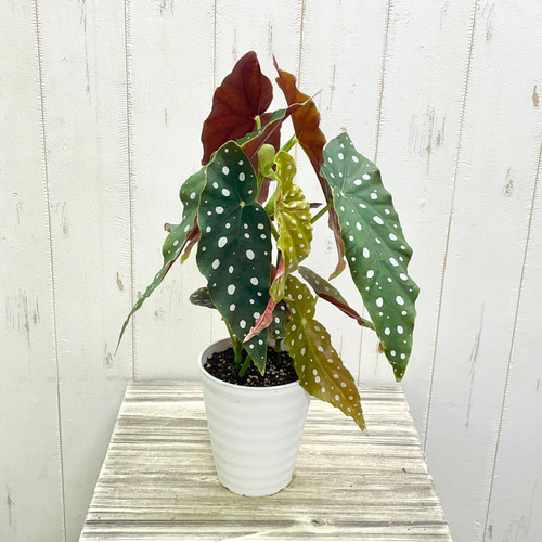 ベゴニア・マクラータ（Begonia maculata）斑入り株の出品です。 ベゴニア マクラータ/Begonia maculata – LIFFT