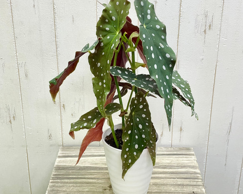 ベゴニア・マクラータ（Begonia maculata）斑入り株の出品です。 image.jpg