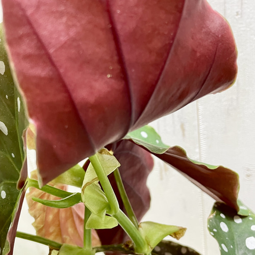ベゴニア・マクラータ（Begonia maculata）斑入り株の出品です。 🦍-TGK-r70626-🦍/Begonia maculata variegated/ベゴニア マクラータ