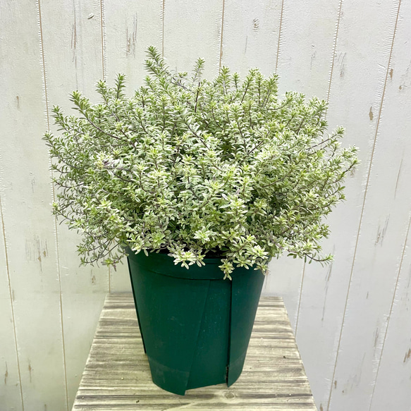 大株 間延びなし ウエストリンギア スモーキーホワイト 7号