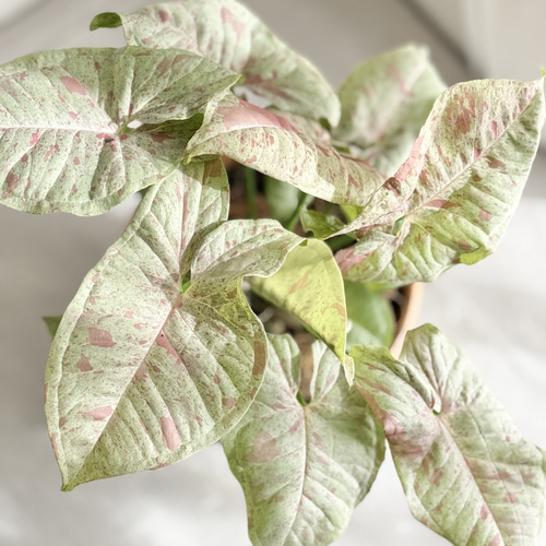 ピンクの斑入りがキュート♡／ 育てやすい 初心者向け 観葉植物 植物