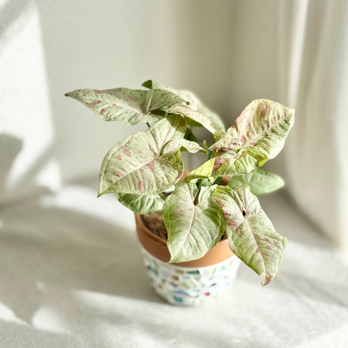 ピンクの斑入りがキュート♡／ 育てやすい 初心者向け 観葉植物 植物