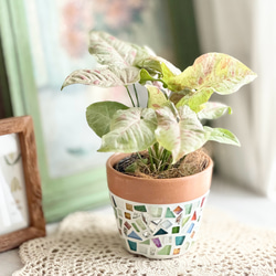 斑入り　シンゴニウム　苗　観葉植物 楽天市場】斑入り シンゴニウム シュリンクハート 3〜3.5号ポット苗