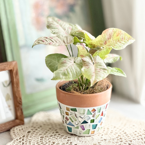 斑入り　シンゴニウム　苗　観葉植物 斑入りシンゴニウム苗観葉植物
