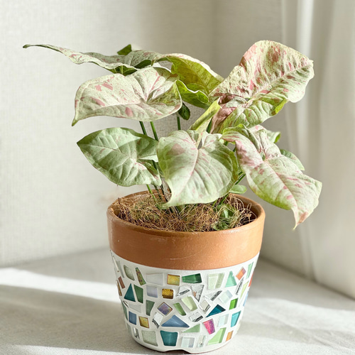 ピンクの斑入りがキュート♡／ 育てやすい 初心者向け 観葉植物 植物