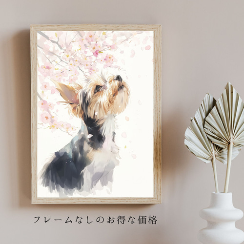 桜犬戯舞 - ヨークシャーテリア犬 No.1】ヨーキー・桜・花見・春