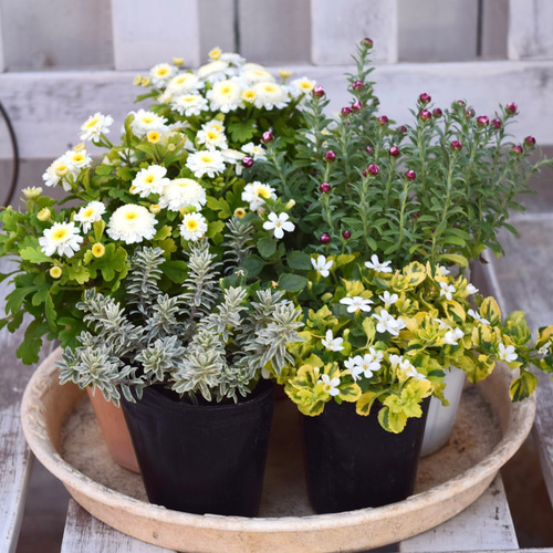寒さに強い！「マトリカリア＆花かんざし」寄せ植え ※寄せ植えセット