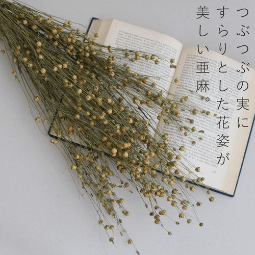 ドライフラワー アマ ＊ 亜麻 あま リンフラワー / 北海道産 花材 枝