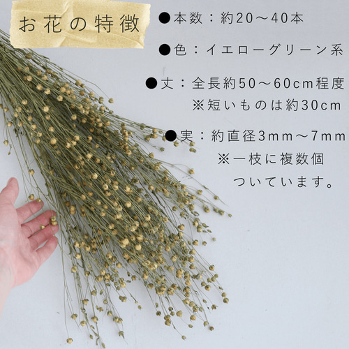 ドライフラワー アマ ＊ 亜麻 あま リンフラワー / 北海道産 花材 枝