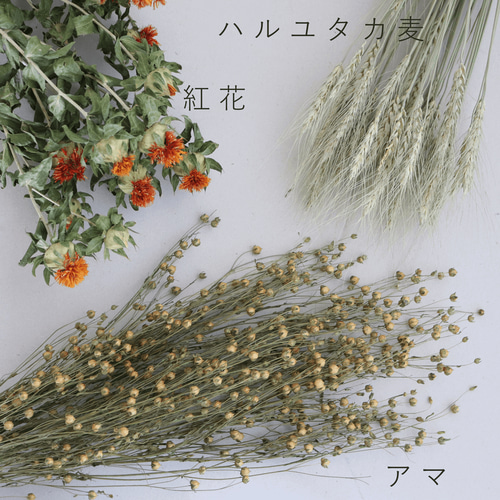 ドライフラワー アマ ＊ 亜麻 あま リンフラワー / 北海道産 花材 枝