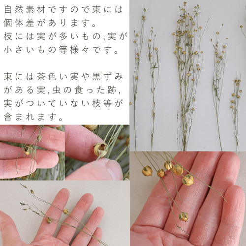 ドライフラワー アマ ＊ 亜麻 あま リンフラワー / 北海道産 花材 枝
