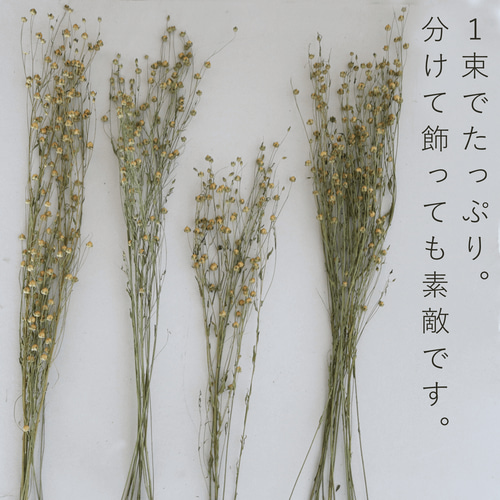ドライフラワー アマ ＊ 亜麻 あま リンフラワー / 北海道産 花材 枝