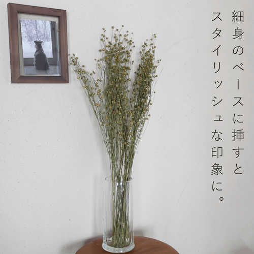 ドライフラワー アマ ＊ 亜麻 あま リンフラワー / 北海道産 花材 枝