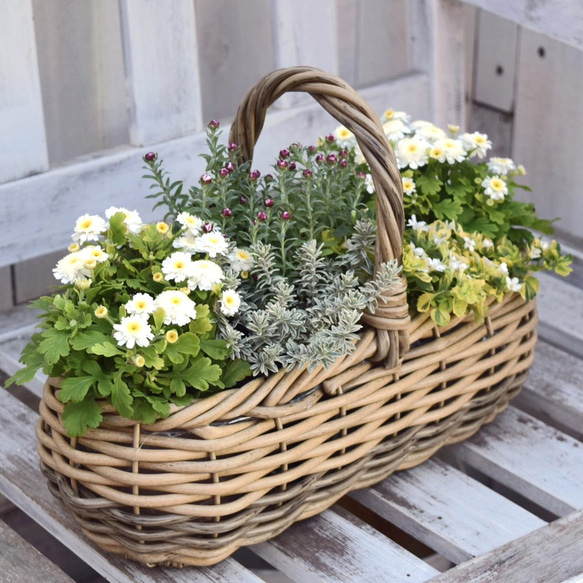 寒さに強い！「マトリカリア＆花かんざし」寄せ植え　※完成品 鉢花 寄せ植え ガーデニング 菊 ナチュラル 1枚目の画像