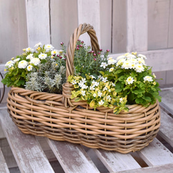 寒さに強い！「マトリカリア＆花かんざし」寄せ植え　※完成品 鉢花 寄せ植え ガーデニング 菊 ナチュラル 4枚目の画像