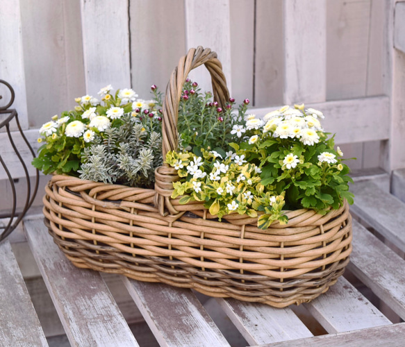 寒さに強い！「マトリカリア＆花かんざし」寄せ植え　※完成品 鉢花 寄せ植え ガーデニング 菊 ナチュラル 4枚目の画像