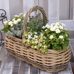 寒さに強い！「マトリカリア＆花かんざし」寄せ植え　※完成品 鉢花 寄せ植え ガーデニング 菊 ナチュラル 3枚目の画像